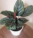 Indoor Calathea Pinstripe with air purifying qualities