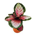 Easy care Rosy Calathea with deep pink foliage