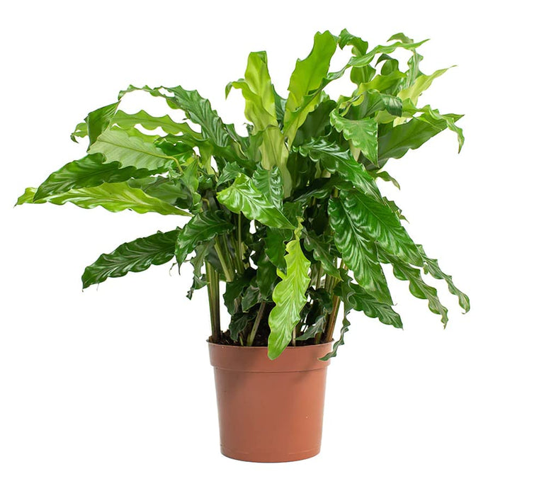 Calathea Rufibarba Plant