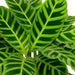 Calathea Zebrina - Lush Indoor Striped Plant