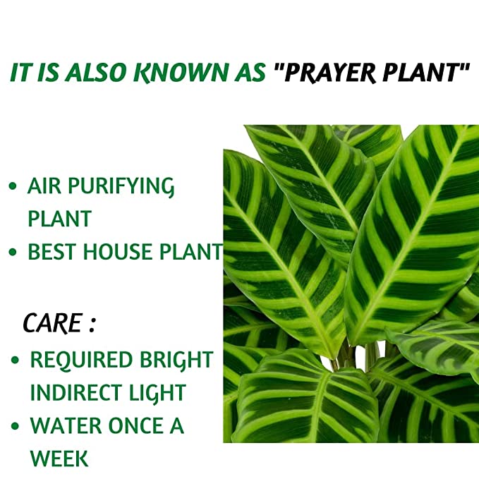 Calathea Zebrina Plant
