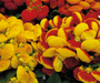 Calceolaria Dainty Mix Flower Seeds - CGASPL