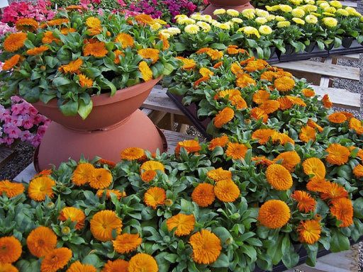 Calendula Bon Bon Orange Flower Seeds - CGASPL