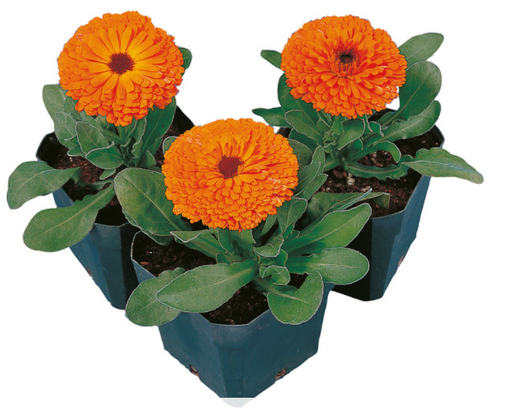Calendula Calypso Clear Orange Flower Seeds - ChhajedGarden.com