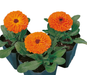 Calendula Calypso Orange W/Black Center Flower Seeds - CGASPL