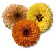 Calendula Touch of Red Mix Flower Seeds - ChhajedGarden.com
