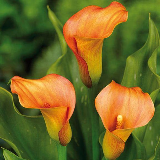 Calla Lily Orange Flower Bulbs (Pack of 10) - CGASPL