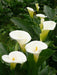 Calla Lily White Flower Bulbs (Pack of 10) - CGASPL