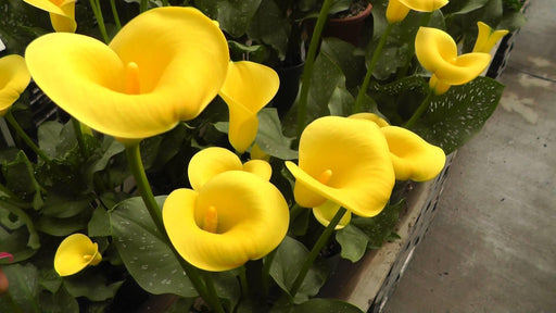 Calla Lily Yellow Flower Bulbs (Pack of 10 bulbs) - CGASPL