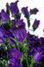 Campanula Champion II Deep Blue Flower Seeds - ChhajedGarden.com