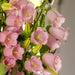 Campanula Champion Pro Light Pink Flower Seeds - ChhajedGarden.com