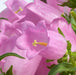 Campanula Champion Pro Pink Flower Seeds - ChhajedGarden.com