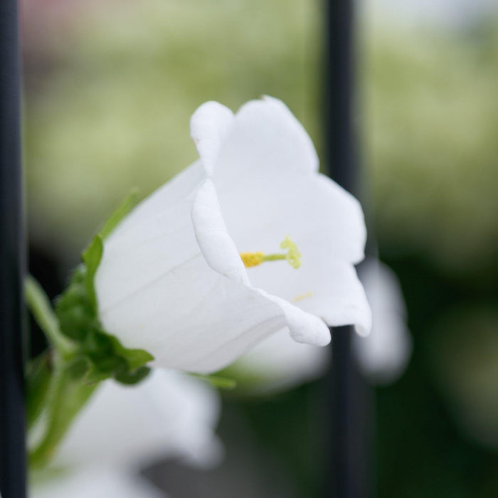 Campanula Champion Pro White Flower Seeds - ChhajedGarden.com