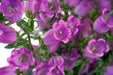 Campanula Champion II Lilac Flower Seeds - ChhajedGarden.com