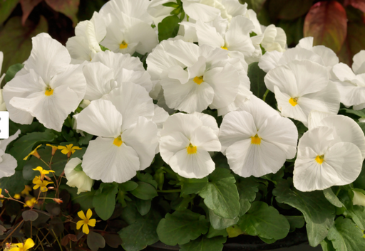 Pansy Maj. Gts Il Clear White Flower Seeds - CGASPL