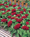 Celosia Cristata Armor Red Flower Seeds - CGASPL