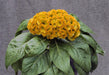 Celosia Cristata Armor Yellow Flower Seeds - CGASPL
