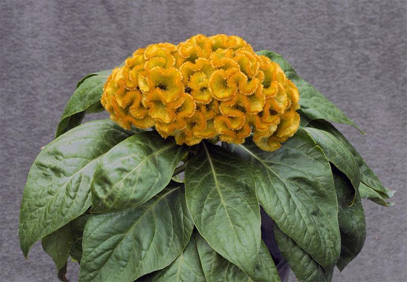 Celosia Cristata Armor Yellow Flower Seeds - CGASPL