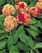 Celosia Cristata Kurume Corona Flower Seeds - ChhajedGarden.com