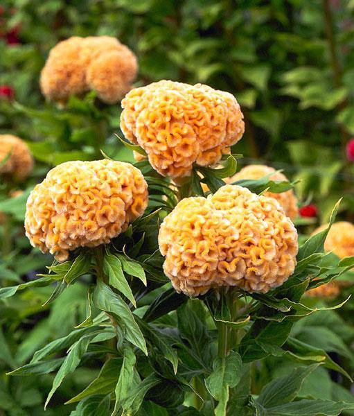 Celosia Cristata Kurume Gold Flower Seeds - ChhajedGarden.com
