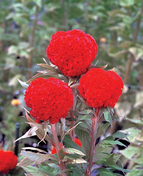 Celosia Cristata Kurume Orange Red Flower Seeds - ChhajedGarden.com