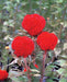 Celosia Cristata Kurume Orange Red Flower Seeds - ChhajedGarden.com