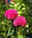 Celosia Cristata Kurume Rose Flower Seeds - ChhajedGarden.com