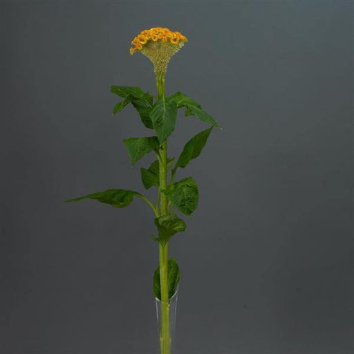 Celosia Cristata Neo Gold Flower Seeds - CGASPL