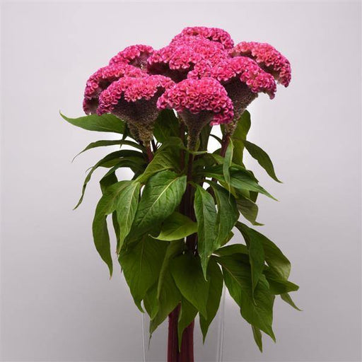 Celosia Cristata Neo Pink Flower Seeds - CGASPL