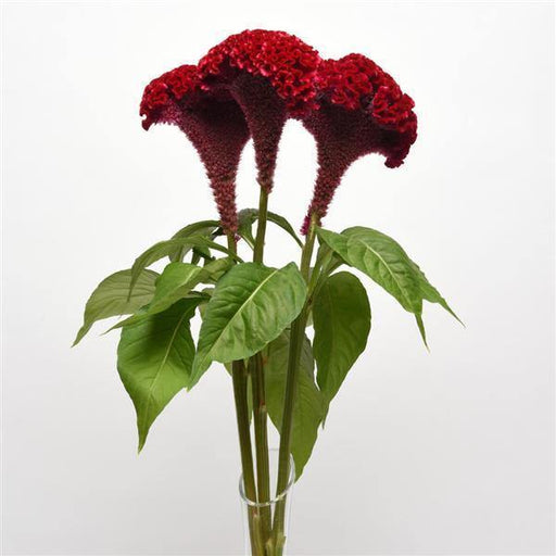 Celosia Cristata Neo Red Flower Seeds - CGASPL
