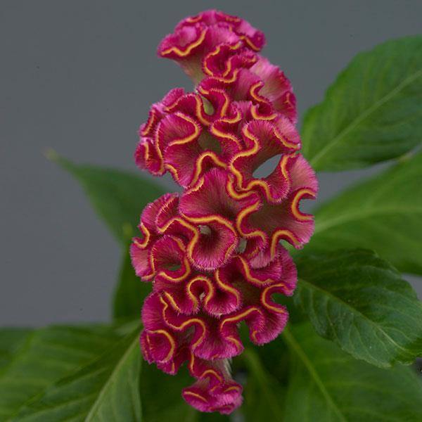 Celosia Cristata Neo Rose Flower Seeds - CGASPL