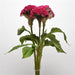 Celosia Cristata Neo Rose Flower Seeds - CGASPL