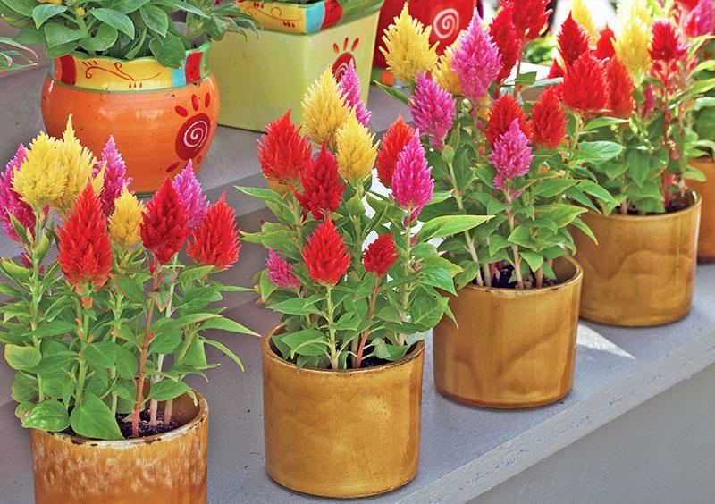 celosia plumosa plant Plumed Castle Celosia Seeds - 1000 Seeds - Multi Color Mix - Annual Flower Gardening Seeds