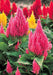 Celosia Plumosa Castle Mix Flower Seeds - CGASPL