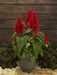 Celosia Plumosa Century Red Flower Seeds - CGASPL