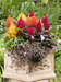 Celosia Plumosa Fashion Look Mix Flower Seeds - ChhajedGarden.com