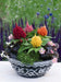 Celosia Plumosa Glorious Mix Flower Seeds - ChhajedGarden.com