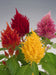 Celosia Plumosa Glorious Mix Flower Seeds - ChhajedGarden.com