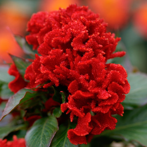 Celosia Cristata Chief Red Flower Seeds - CGASPL