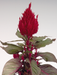 Celosia plumosa New Look Flower Seeds - ChhajedGarden.com