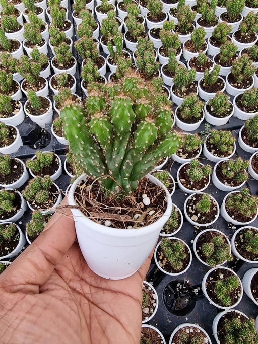Cereus Repandus var. monstrosus Cactus Plant - ChhajedGarden.com