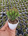 Cereus Repandus var. monstrosus Cactus Plant - ChhajedGarden.com