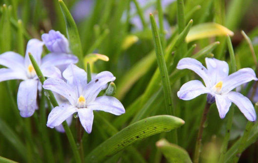 Chindoxa Blue Flower Bulbs (Pack of 25) - CGASPL
