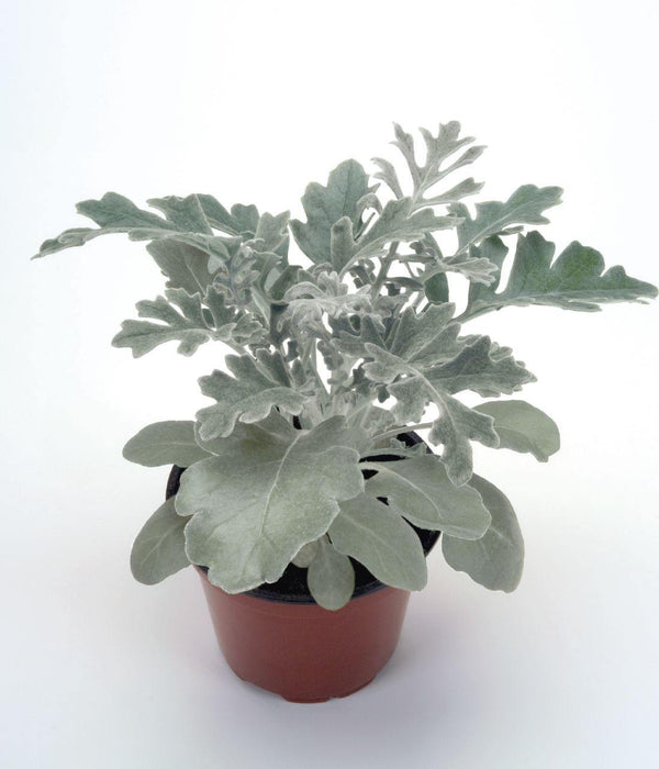 Cineraria Silverdust Seeds - CGASPL