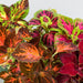 Coleus Superfine Rainbow Masterblends Flower Seeds - CGASPL