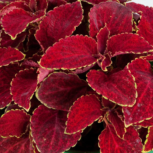Coleus Superfine Rainbow Red Velvet Flower Seeds - CGASPL