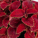Coleus Superfine Rainbow Red Velvet Flower Seeds - CGASPL