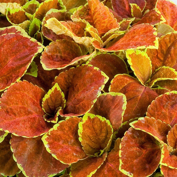 Coleus Fairway Orange Seeds - CGASPL