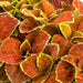 Coleus Fairway Orange Seeds - CGASPL