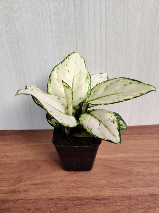 Aglaonema-Super-White-Low-Light-Plant